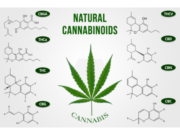 cannabis-capitalist-radio-terpenes-and-terpenoids-and-cannabinoids_thumbnail.png